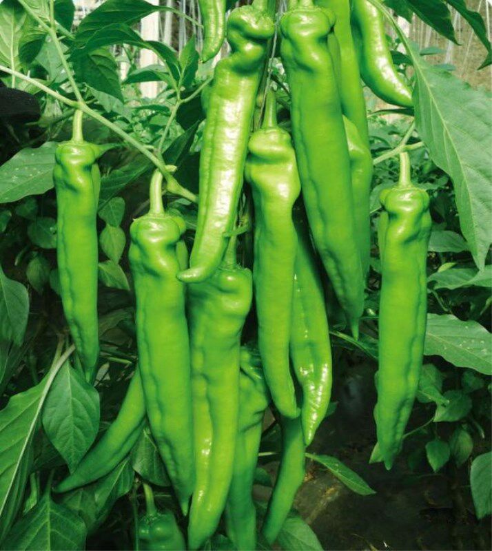 日本莱斯特f1辣椒种子适合秋冬温室工棚天椒八号辣椒苗子四季盆栽