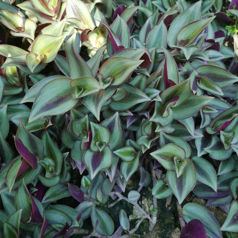 水龟草鲜叶500克虫草肾草肌酐水竹蟑螂草胶浊草绿植