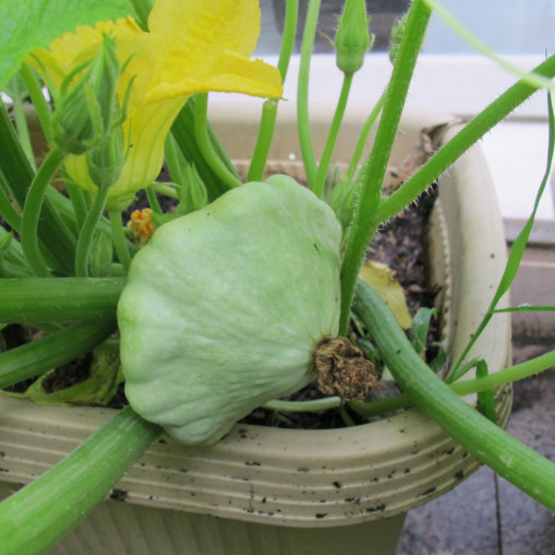 飞碟种子种籽玩偶南瓜春季盆栽观赏瓜种食用家庭园艺种子