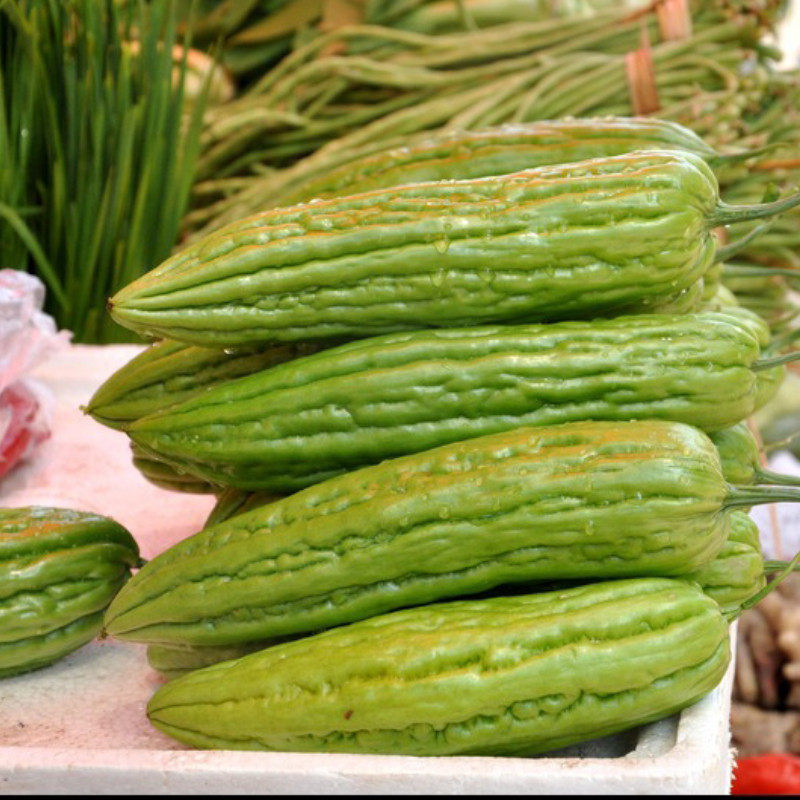 苦瓜油身种子碧丰三号种籽高产杂交油绿瓜籽家庭园艺种子