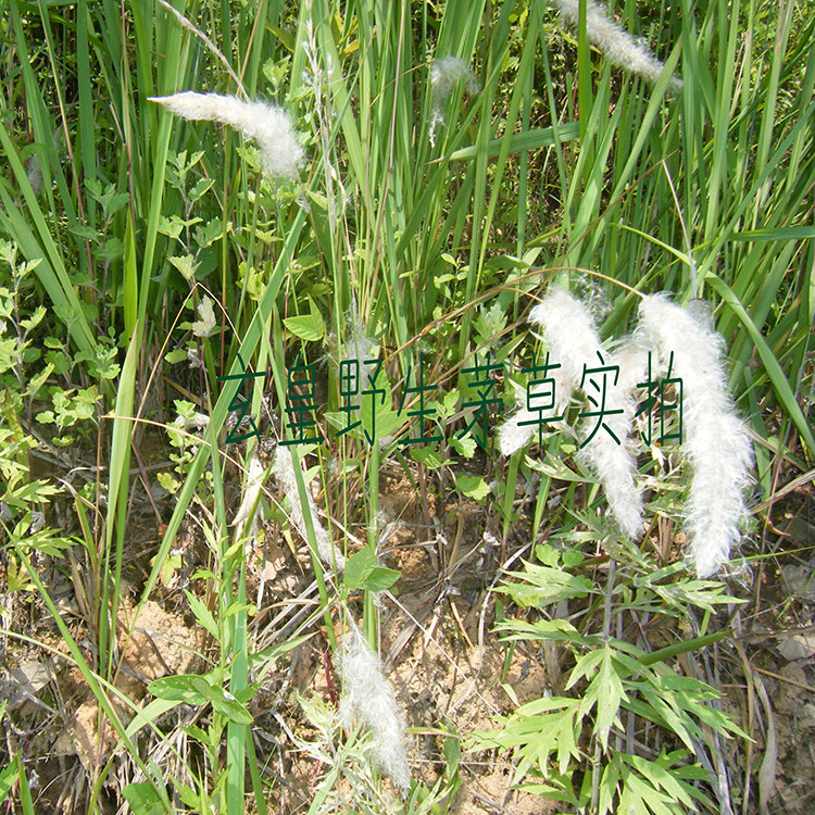 山皇草集神农架高山野生白茅根干品茅草甜草根药材3件包邮