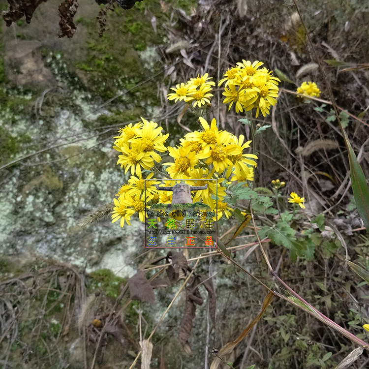 神农架高山 野生菊花 深山无污染精选花草野菊花茶叶无硫 2件包邮
