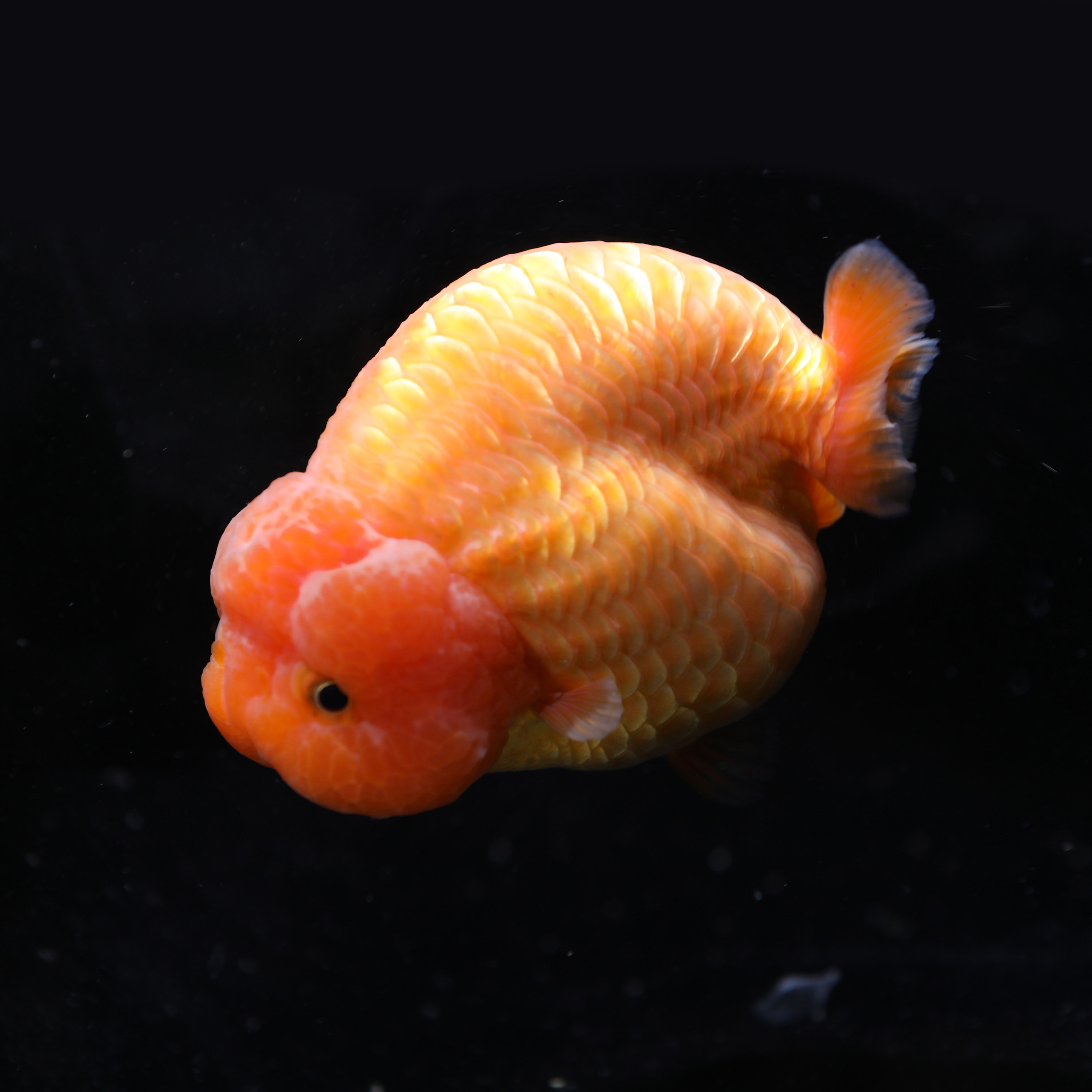 金鱼活体精品品红品红色色兰观赏鱼冷水招财淡水鱼