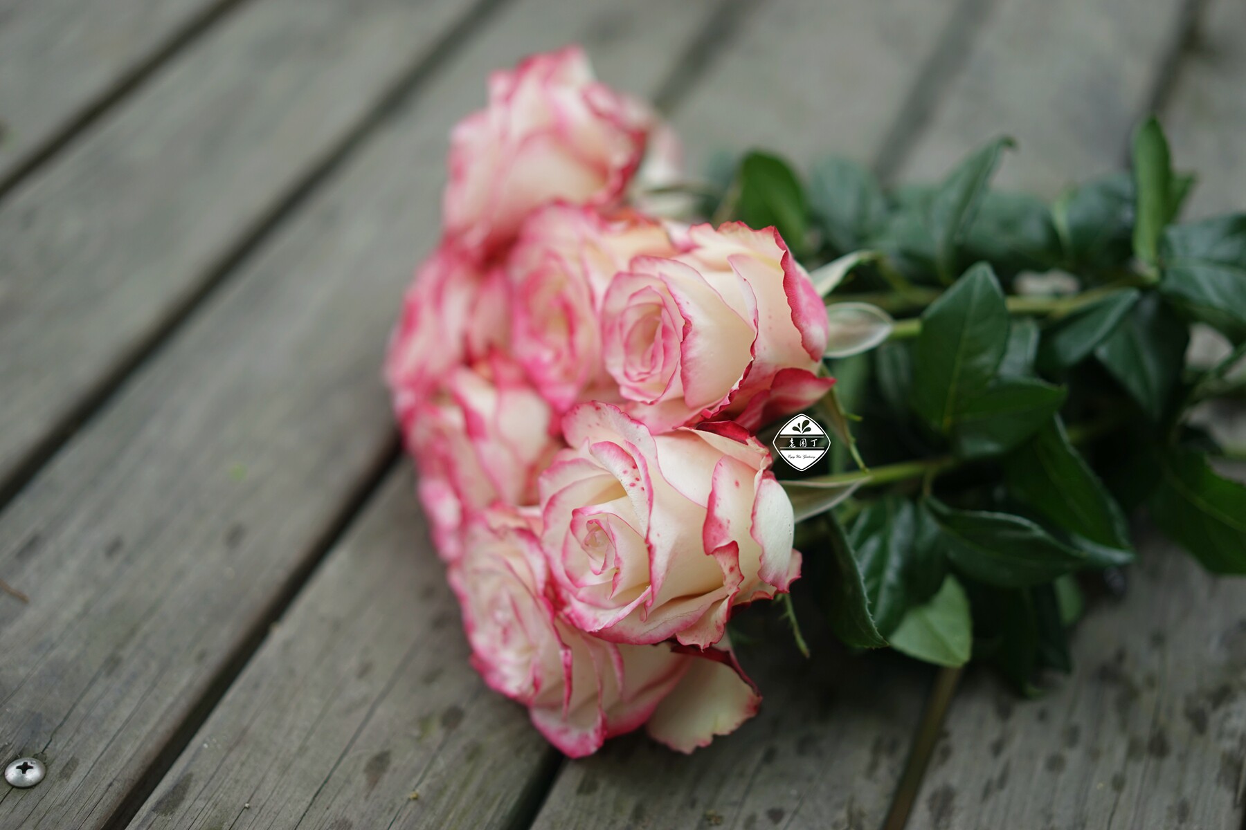 红唇切花月季红白复色直立粗壮耐热耐开园丁观叶