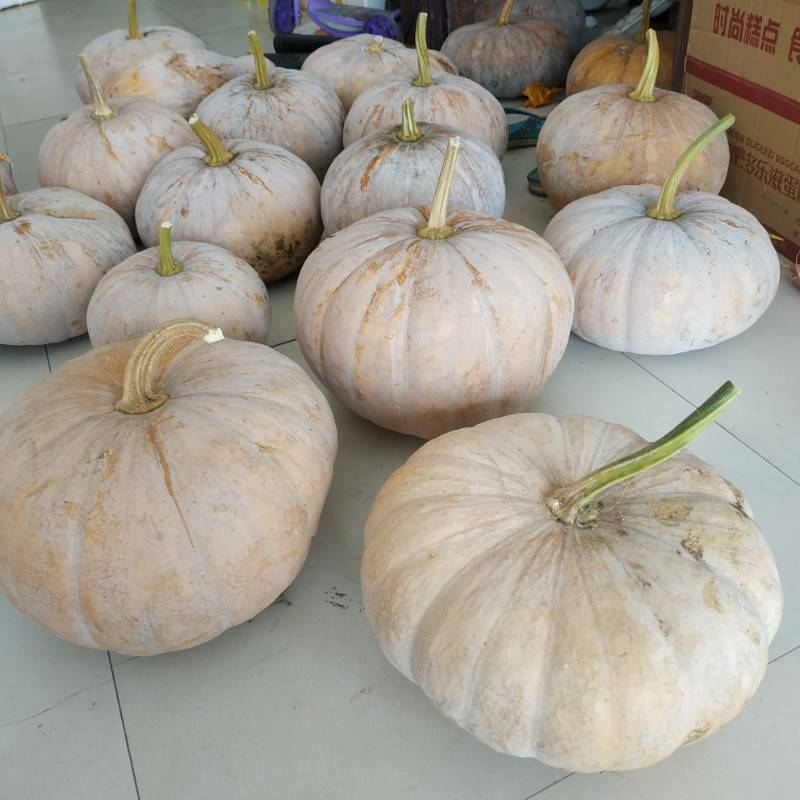 南瓜新鲜农家黄皮瓜大品种10斤左右包邮南瓜