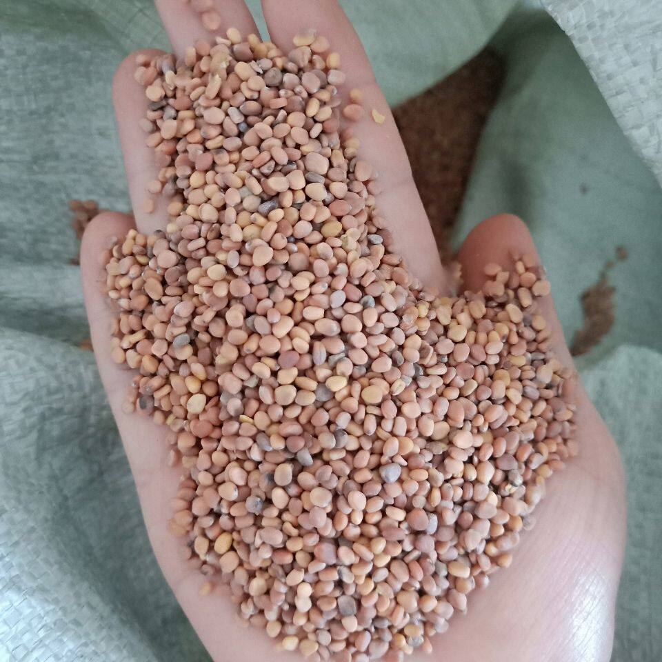 食药大红红袍萝卜种子菜籽简单阳台四季芽苗菜家庭园艺种子