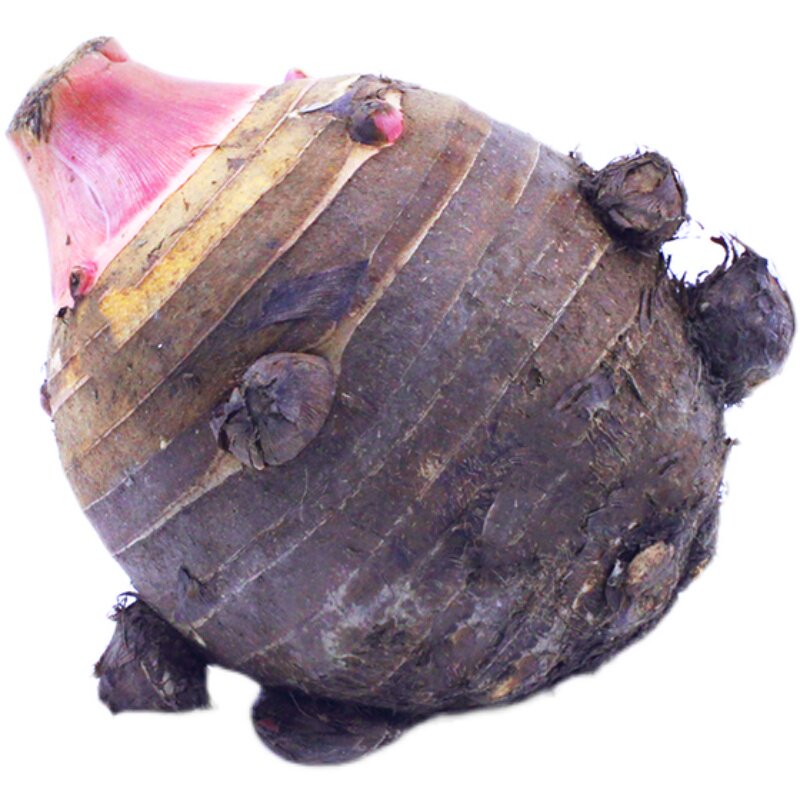 芋头浙江奉化芋艿头粉糯美味5斤装大红绿绿色芋头