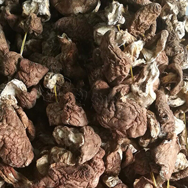 内蒙古 赤峰 地抠蘑 新蘑菇野生杨树林地抠蘑菇二斤包邮!