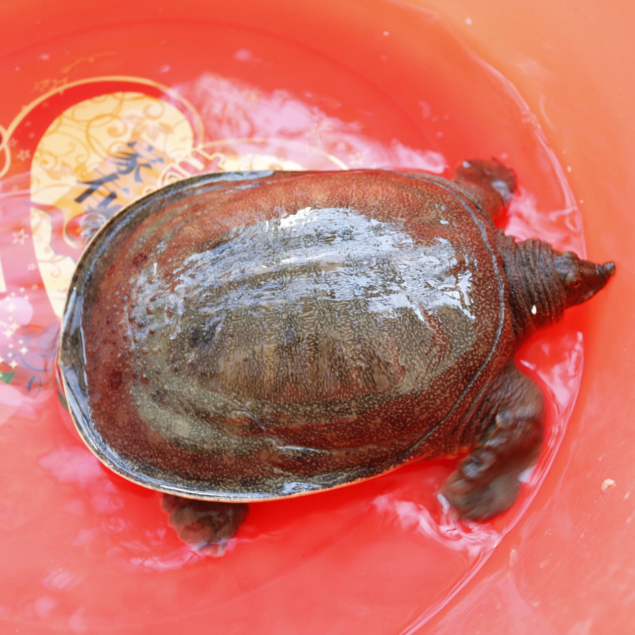 正宗外塘放养青黄甲鱼活体中华老鱼王八水鱼甲鱼