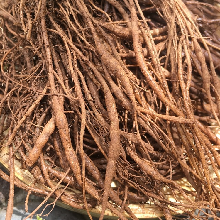 珞妮山庄 山庄自晒杭白菊 特级杭白菊 白菊花 花草茶 100g包邮