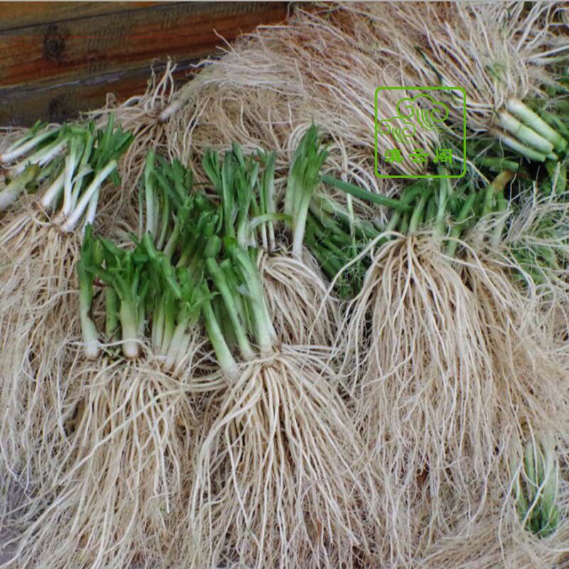 1000g云南特产新鲜野菜大理丽江韭菜根苤菜根撇菜根酒店餐厅食材