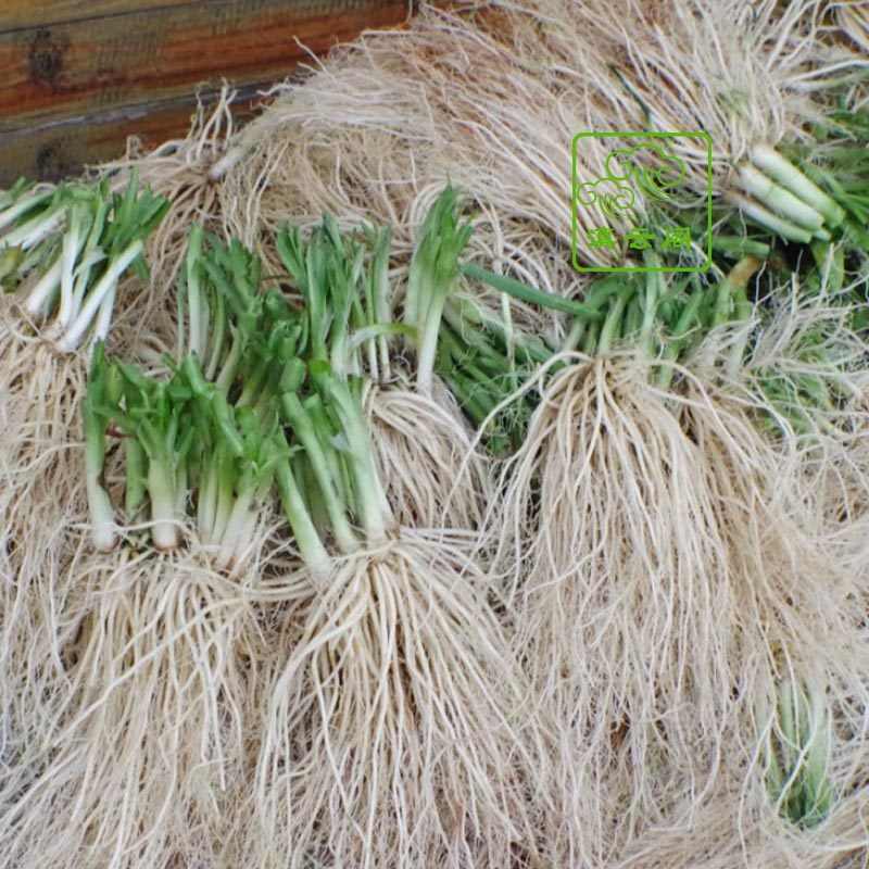 1000g云南特产新鲜野菜大理丽江韭菜根苤菜根撇菜根酒店餐厅食材