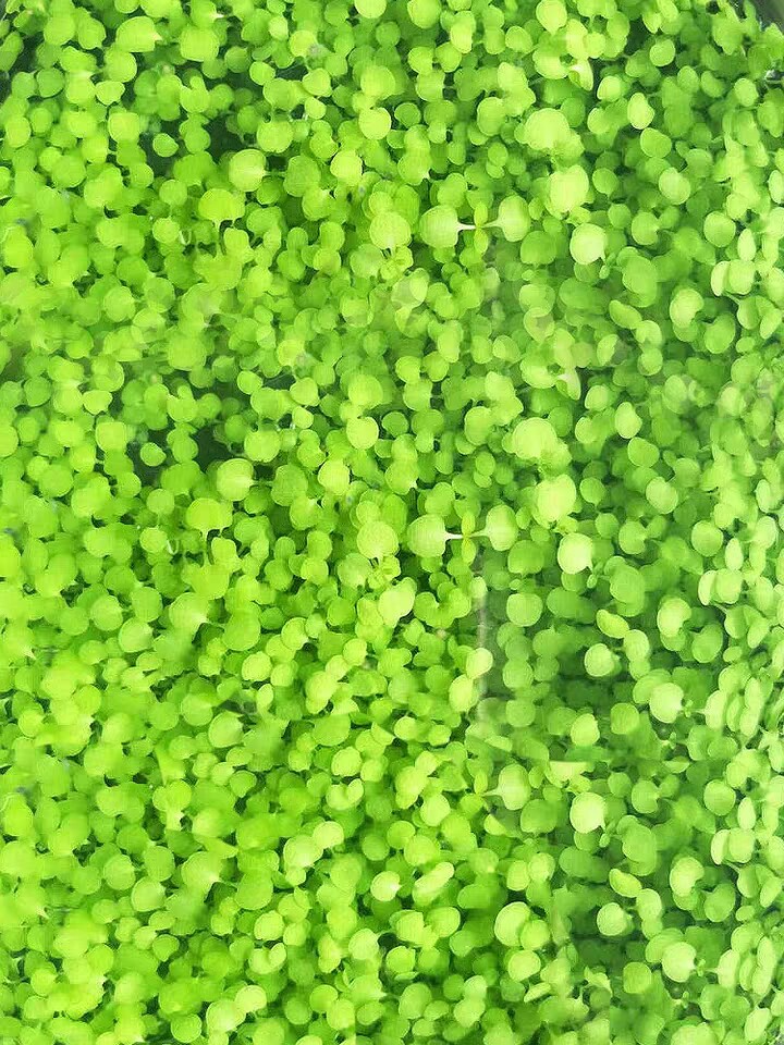 水草种籽疯狂石头鱼缸迷你矮小叶草新手珍珠懒人水草