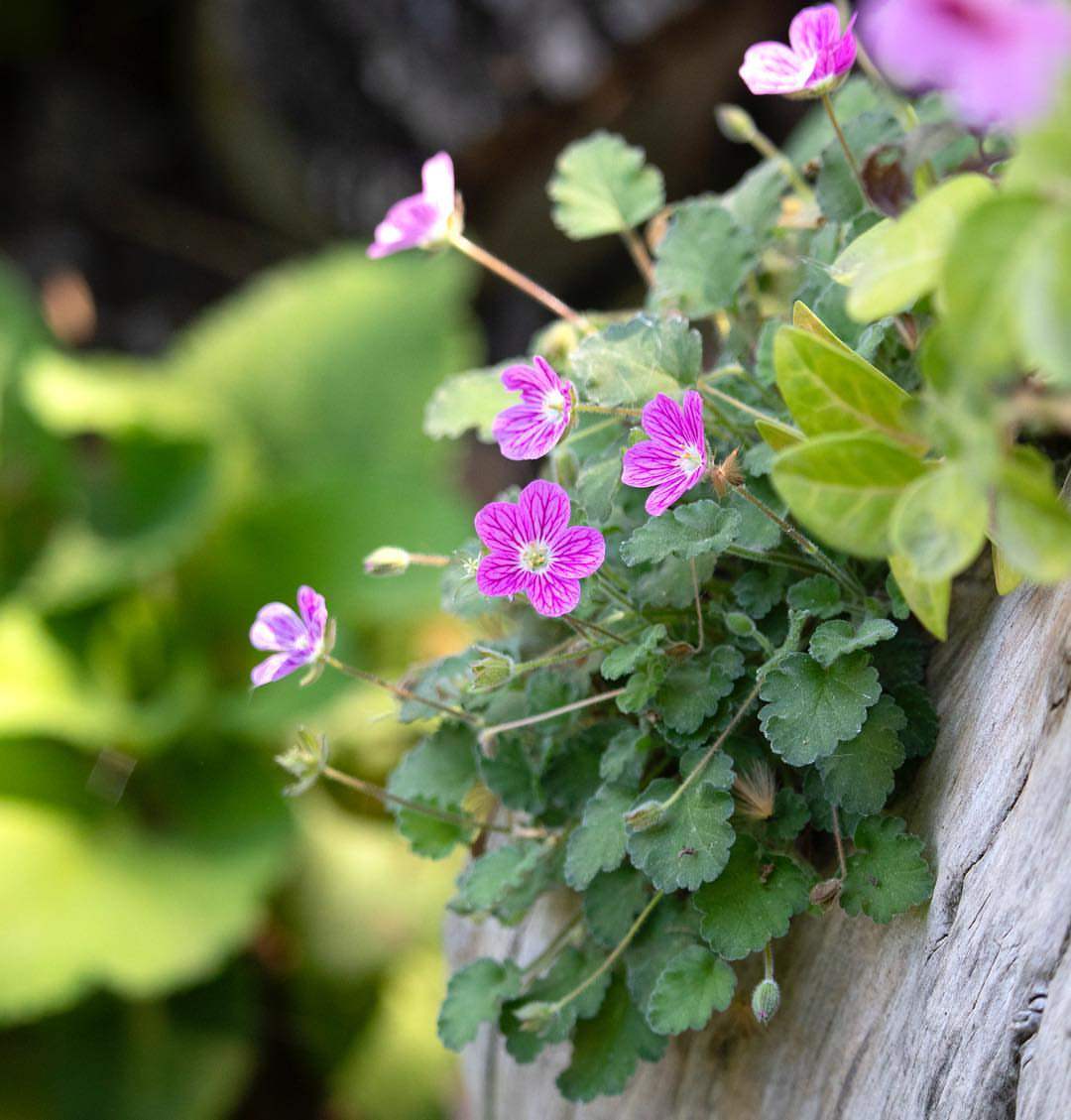 小园丁夏日时光姬风露草牻牛儿苗山野草高山植物时令草本花卉
