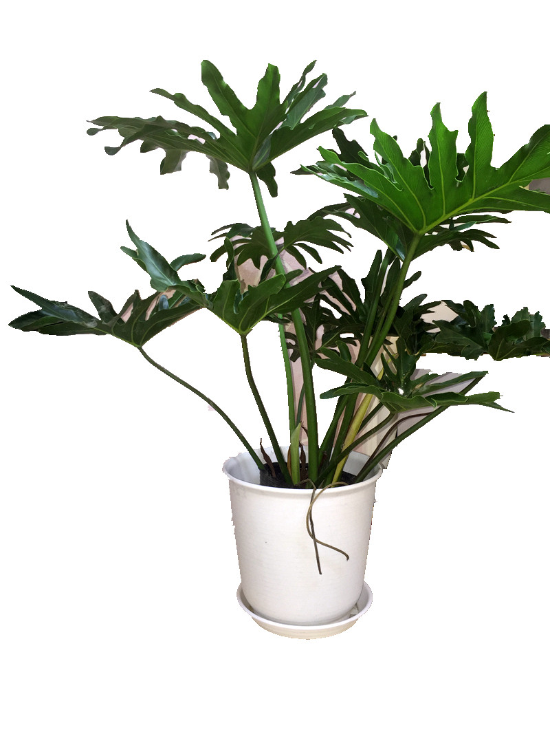 春羽北欧植物水培小天使蔓绿春雨耐荫大叶室内绿植