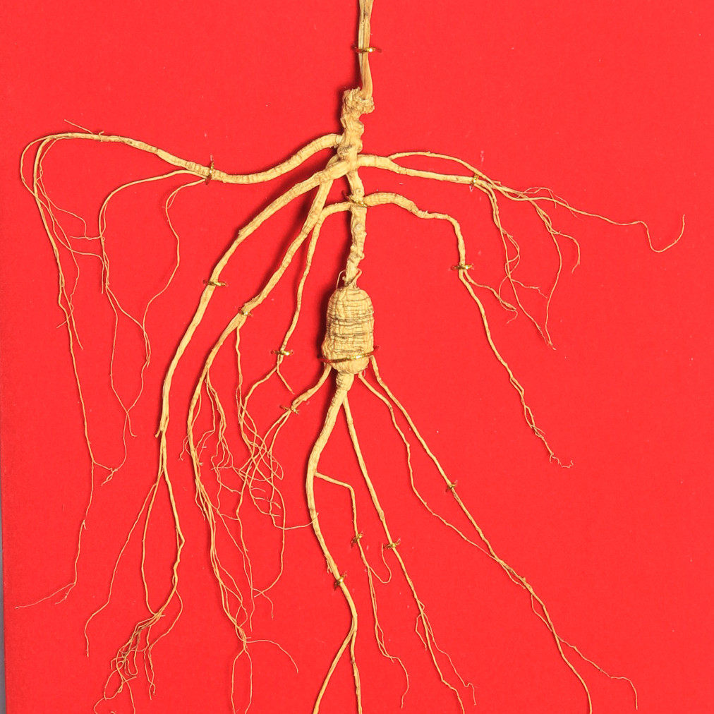 居珍堂 野山参礼盒东北野生人参16年以上人参盒装有煲汤泡酒