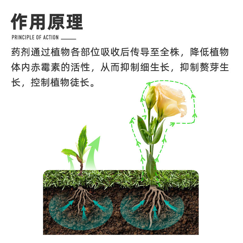 甲哌胶囊多肉月季盆景矮化化剂控旺剂塑型抑制生长调节剂