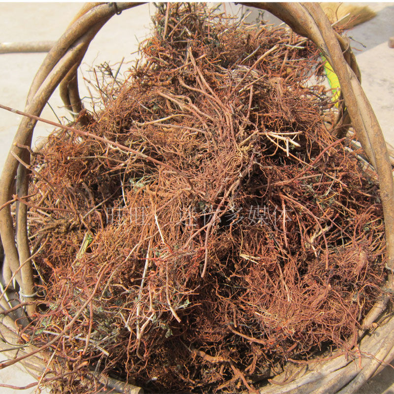 野生茜草根干2021年新整棵根红茜草拉拉秧根入药用天然2件包邮