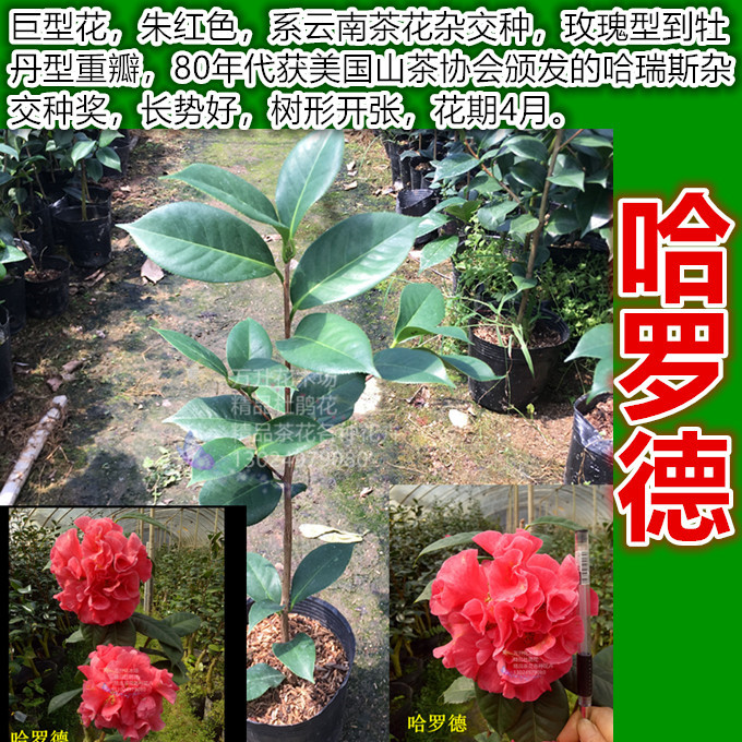 哈罗德与帕克斯茶花图片