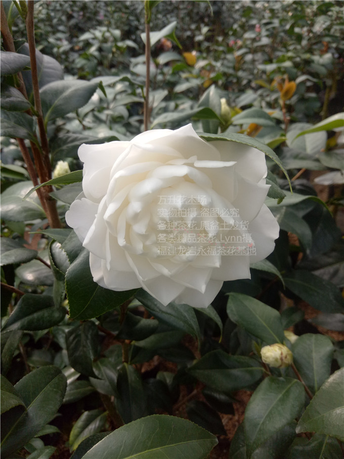 白色新品种茶花 萨摩茶花 完全重瓣