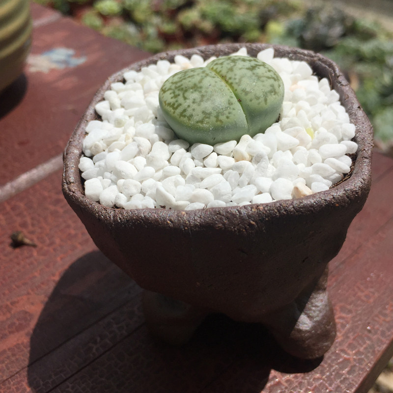 君姐多肉番杏科生石花pp绿色曲玉绿曲3年生开花株大母本一物一拍