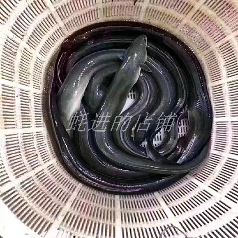 活现杀河鳗白新鲜海鳗鱼乌耳每条2斤鳗鱼