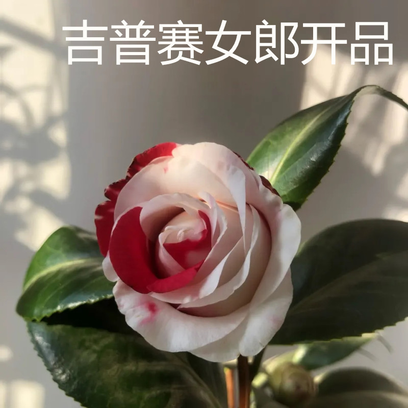 山茶花吉普赛女郎名贵品种玫瑰龙岩永福建稀有有复时令草本花卉