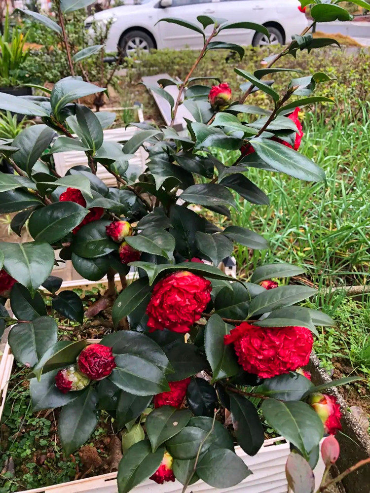 茶花瀑布盆栽名贵树苗花卉绿植福建花卉