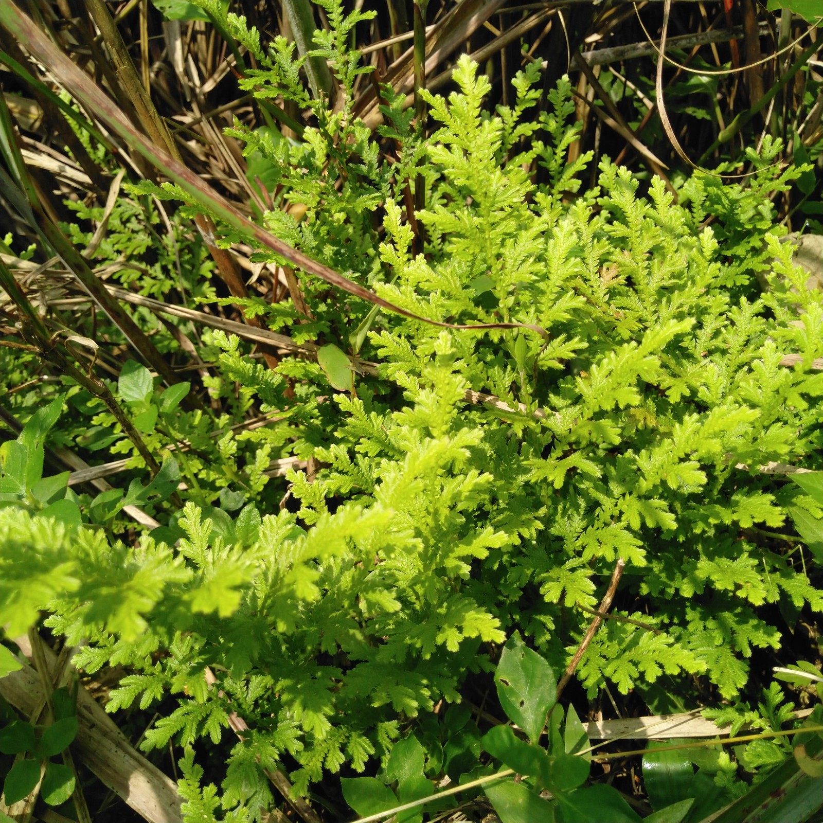 卷柏深山野生江南新鲜石柏岩草黄dan青草药材其他药食同源食品