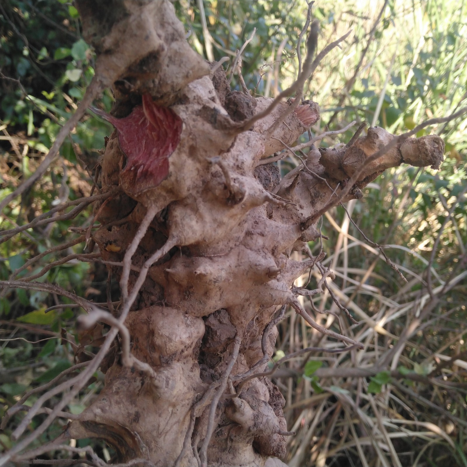 野生菝葜 新鲜金刚头 铁菱角中草药金刚刺乌鱼刺冷饭头铁刺苓包邮