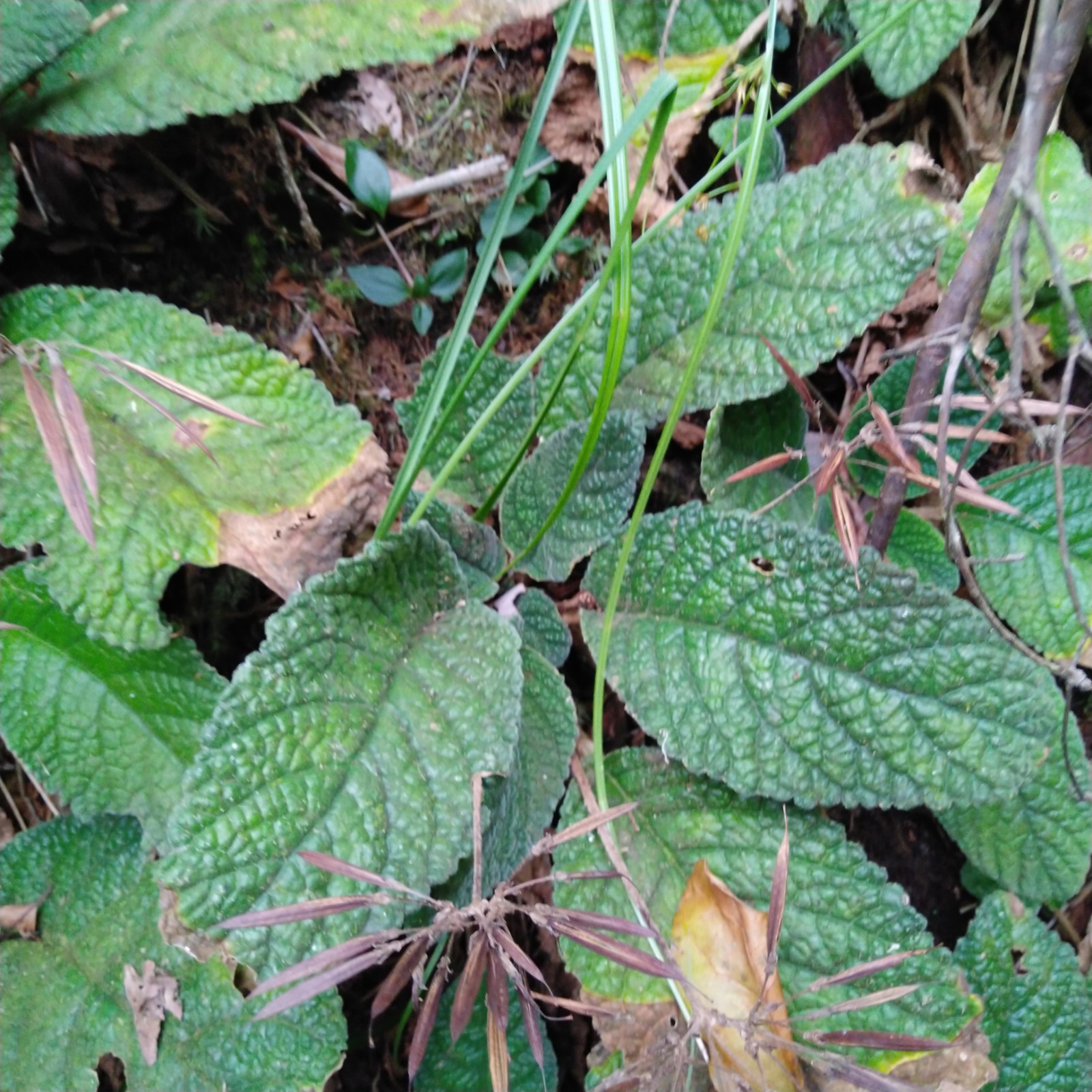 新鲜500g草药发青现采山里芥菜大花毛芥菜别称其他药食同源食品
