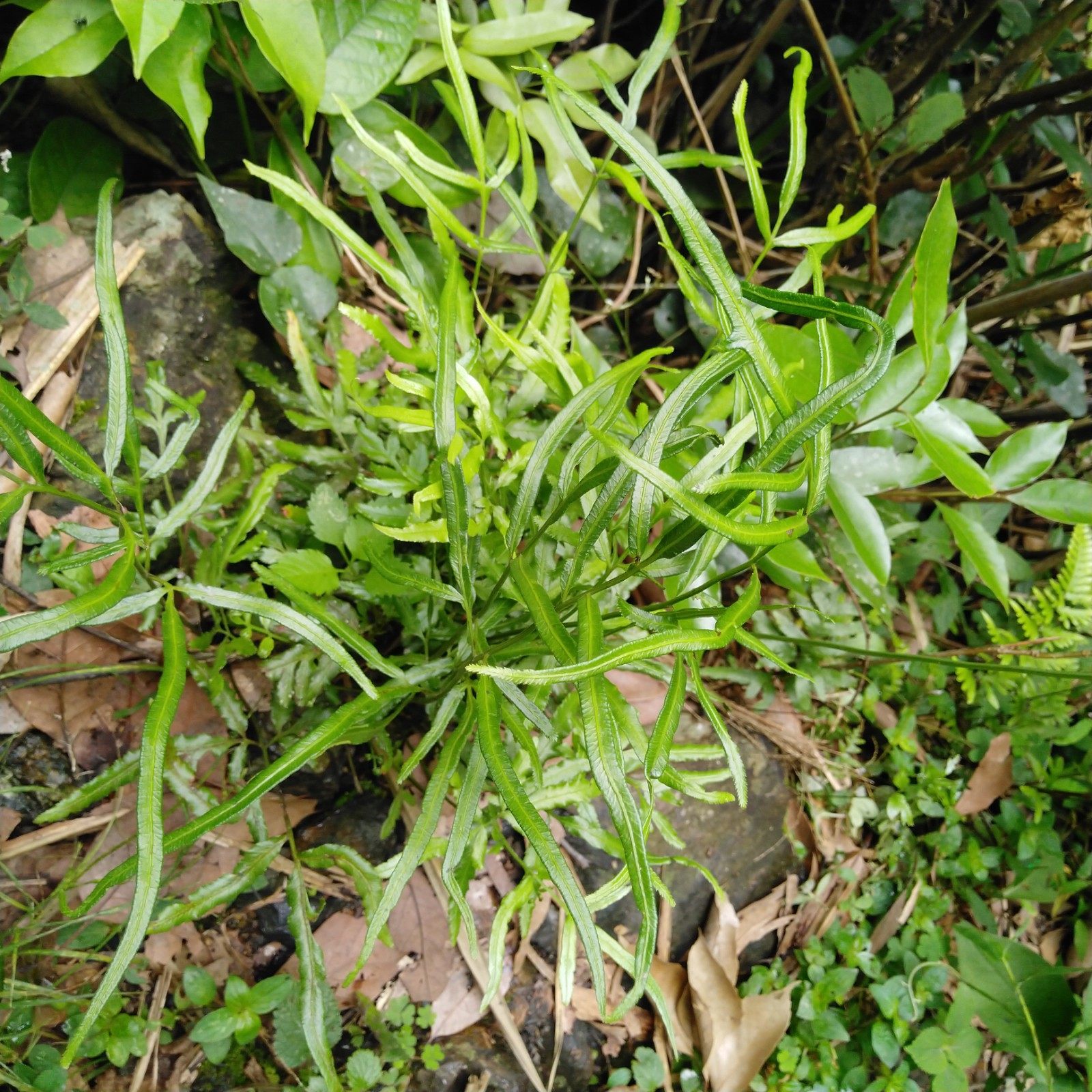 深山野生剑叶凤尾新鲜中草药生态土特三叉井边其他药食同源食品
