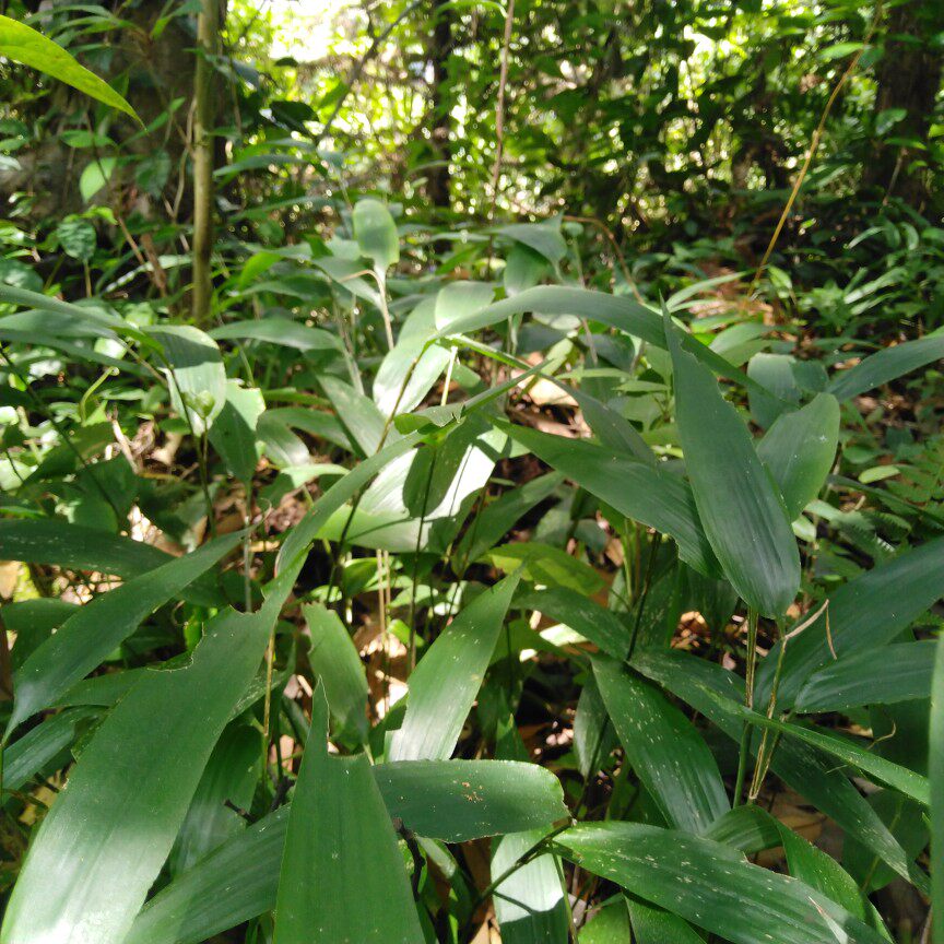 新鲜野生竹叶山鸡米迷身草骨子凉茶带根整棵其他药食同源食品
