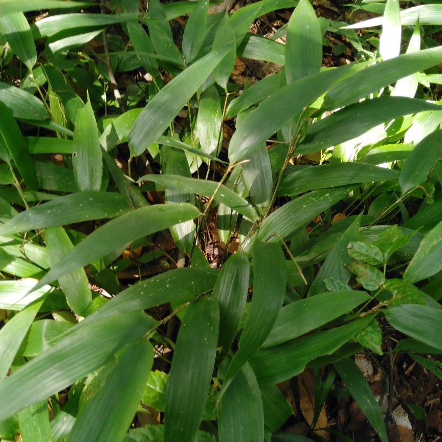 新鲜野生竹叶山鸡米迷身草骨子凉茶带根整棵其他药食同源食品