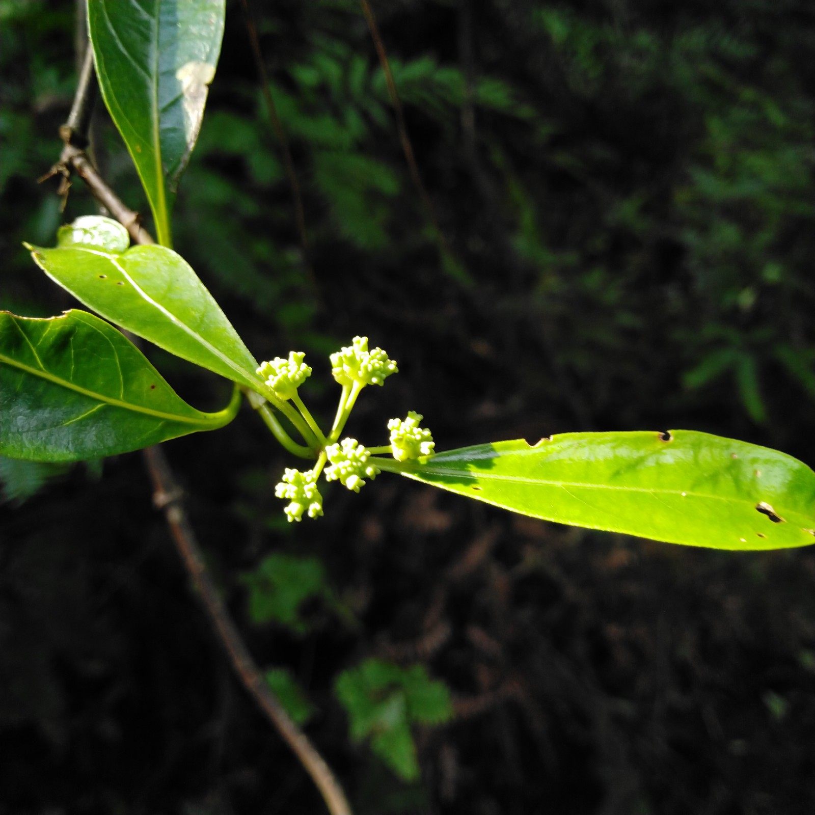 新鲜野生羊角藤纯根深山草药巴戟放筋藤黑风藤其他药食同源食品