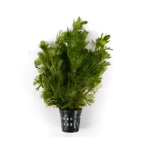 水草绿菊中后水下叶坨草藻球入缸成淡水淡水鱼鱼缸水草