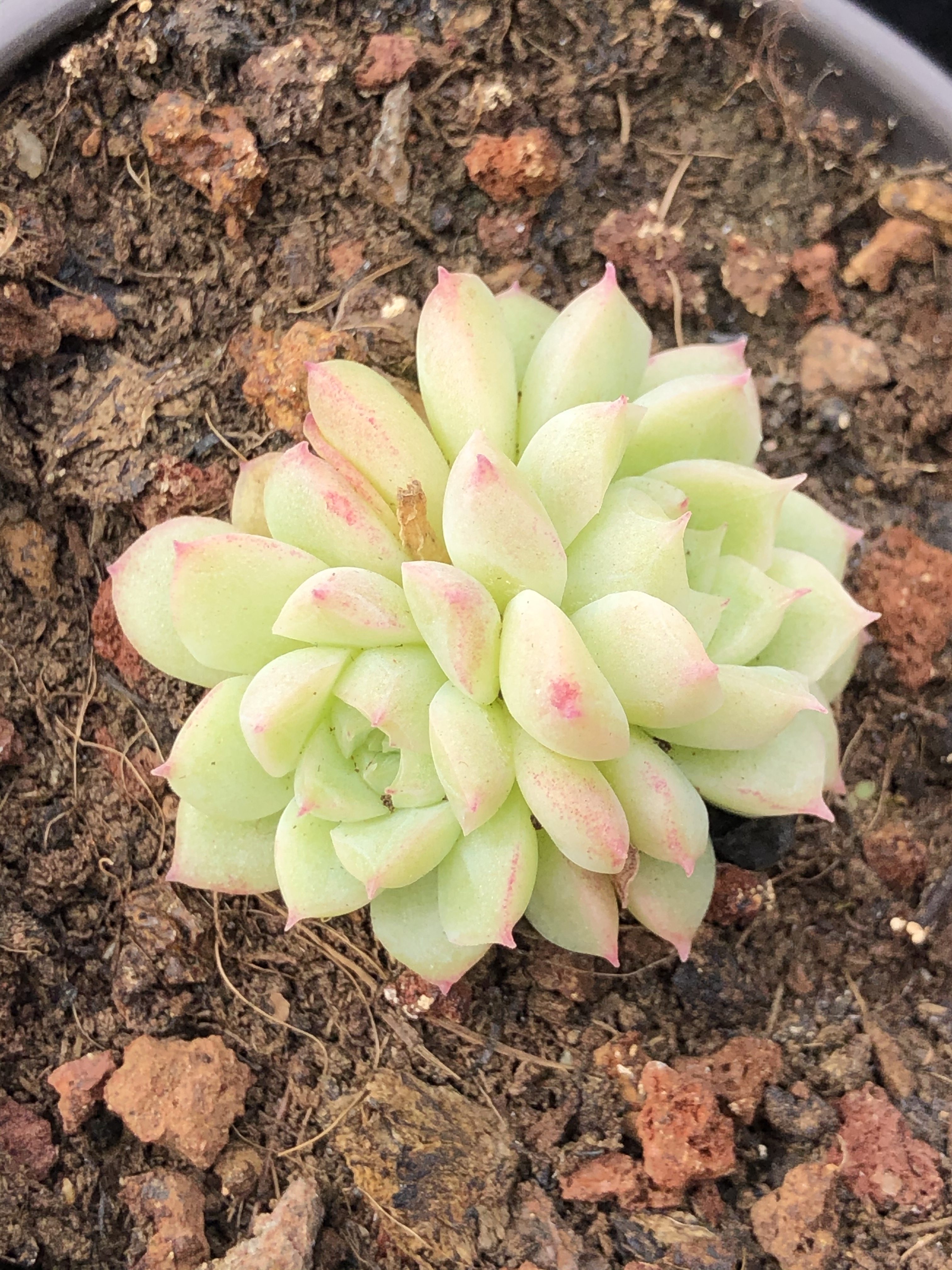 多肉白玉女王玫瑰精品植物景观米菲多肉植物