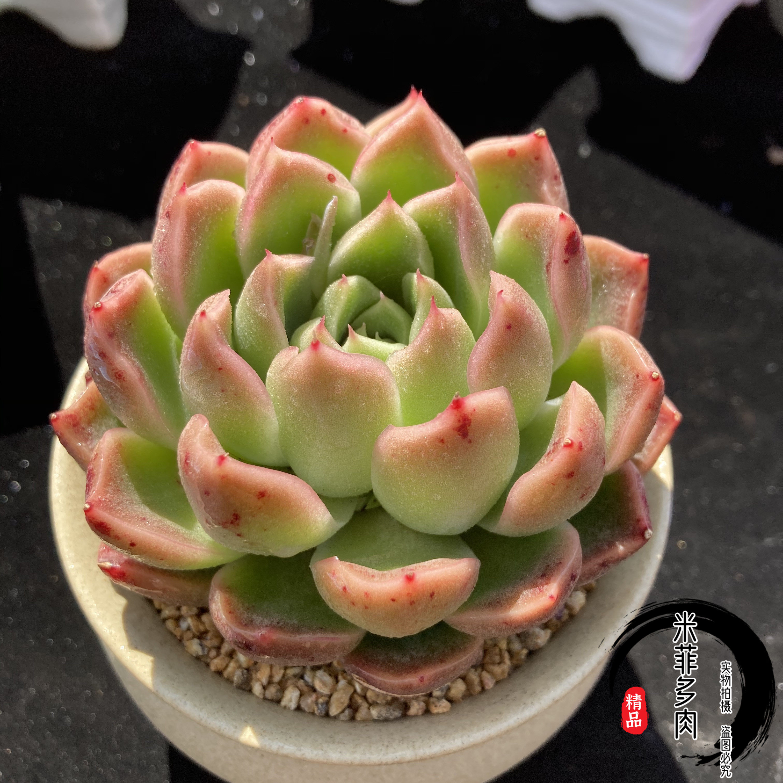 多肉精品梦幻女妖稀有品种办公室阳台植物米菲多肉植物