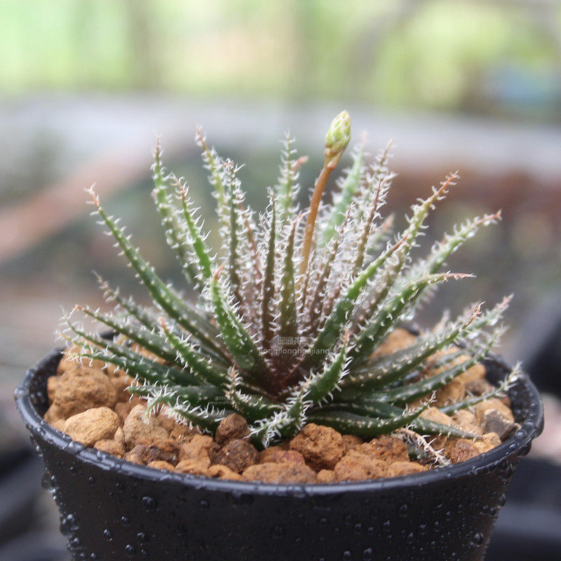 haworthia瓦苇十二卷属孔雀多肉植物原始种多绿植多肉植物