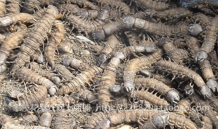 四川攀枝花特产安宁河野生爬沙虫油炸 20条149元包邮全国现抓活虫