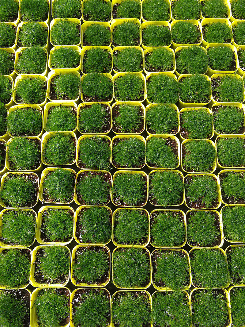 爱尔兰苔藓珍珠盆栽多年生耐寒宿根地被常绿植物鲁虹时令草本花卉