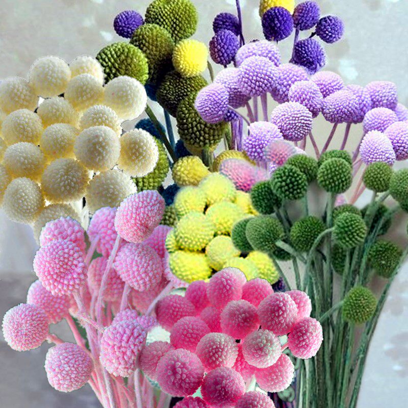 澳洲金槌菊花苗 黄金球 棒棒糖 紫眼睛 芳香干切花【鲁虹花卉】