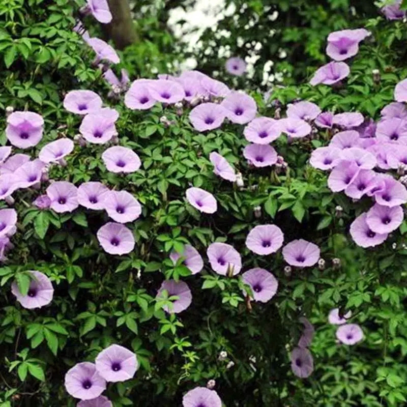 多年生花卉紫色蓝色宿根千朵开上1棵花苗牵牛花时令草本花卉