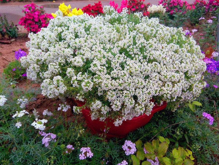 香雪球盆苗各色 垂吊型水晶系列 紧凑型仙境系列【鲁虹园艺】