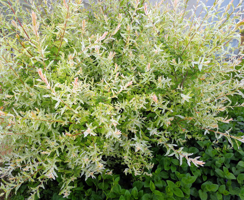 彩叶杞柳花叶柳盆灌木耐寒耐热耐旱耐湿园艺时令草本花卉