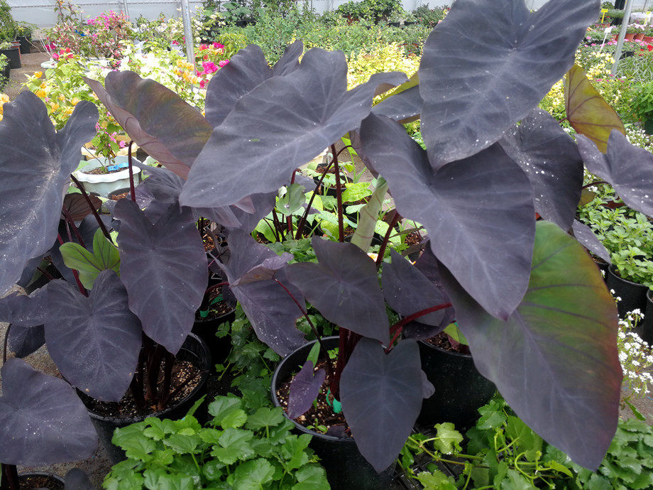 黑魔法黑芋根苗陆栽水养庭院室内观叶植物鲁虹花卉