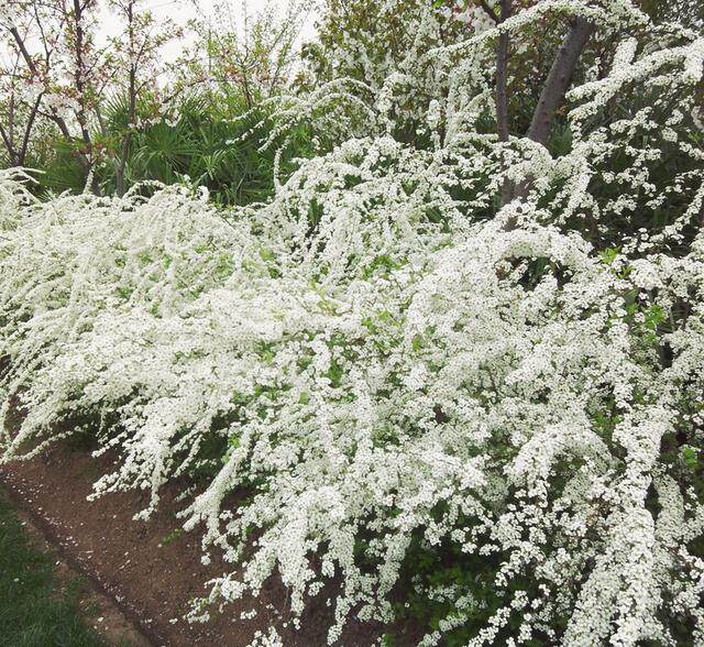 喷雪花雪柳各规格盆苗耐热耐寒清新婀娜花灌木鲁虹园艺
