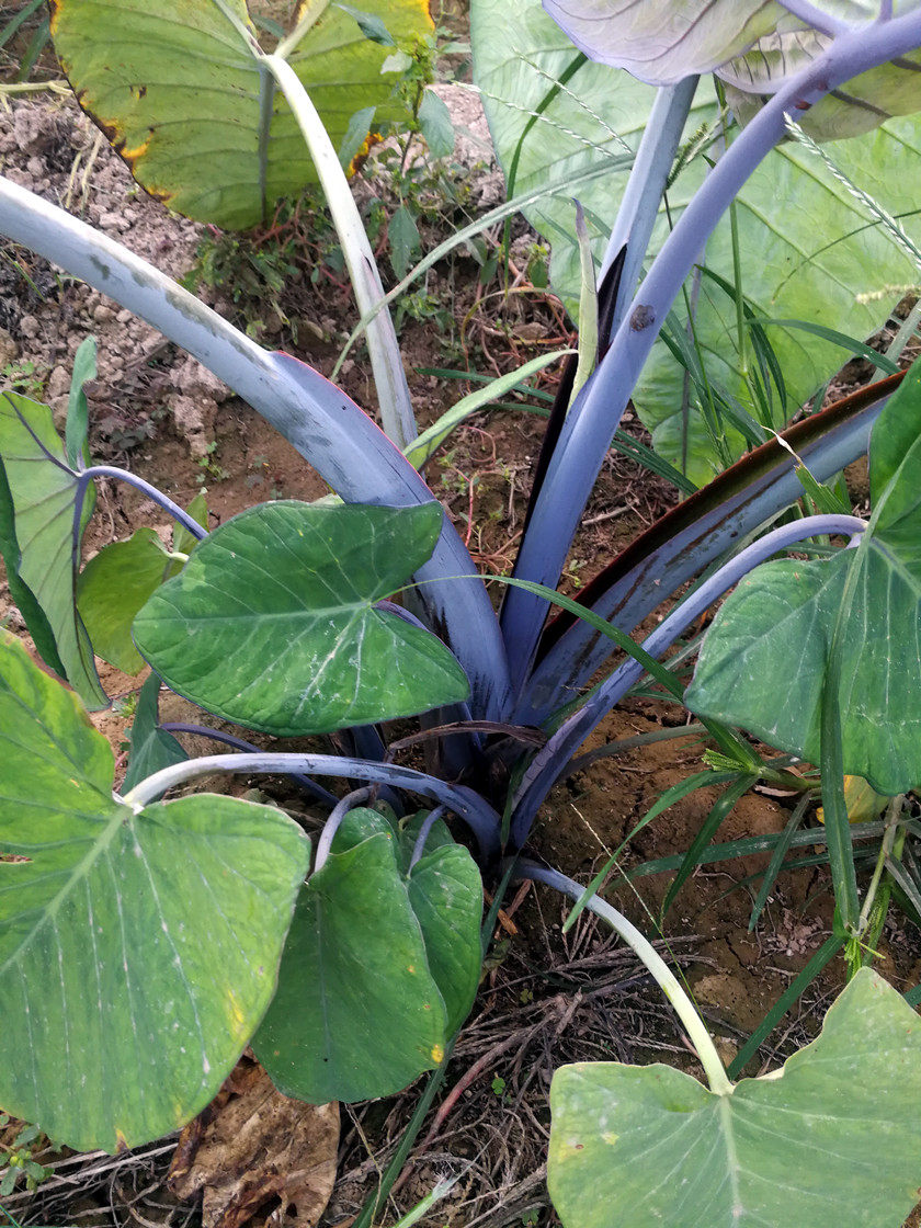 象耳可露花卉栽培容易水生植物叶植物大型观盆栽时令草本花卉