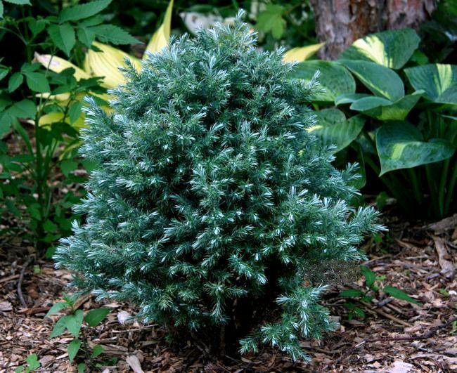 蓝湖蓝色波尔金光绒柏盆栽松柏常绿植物花卉时令草本花卉