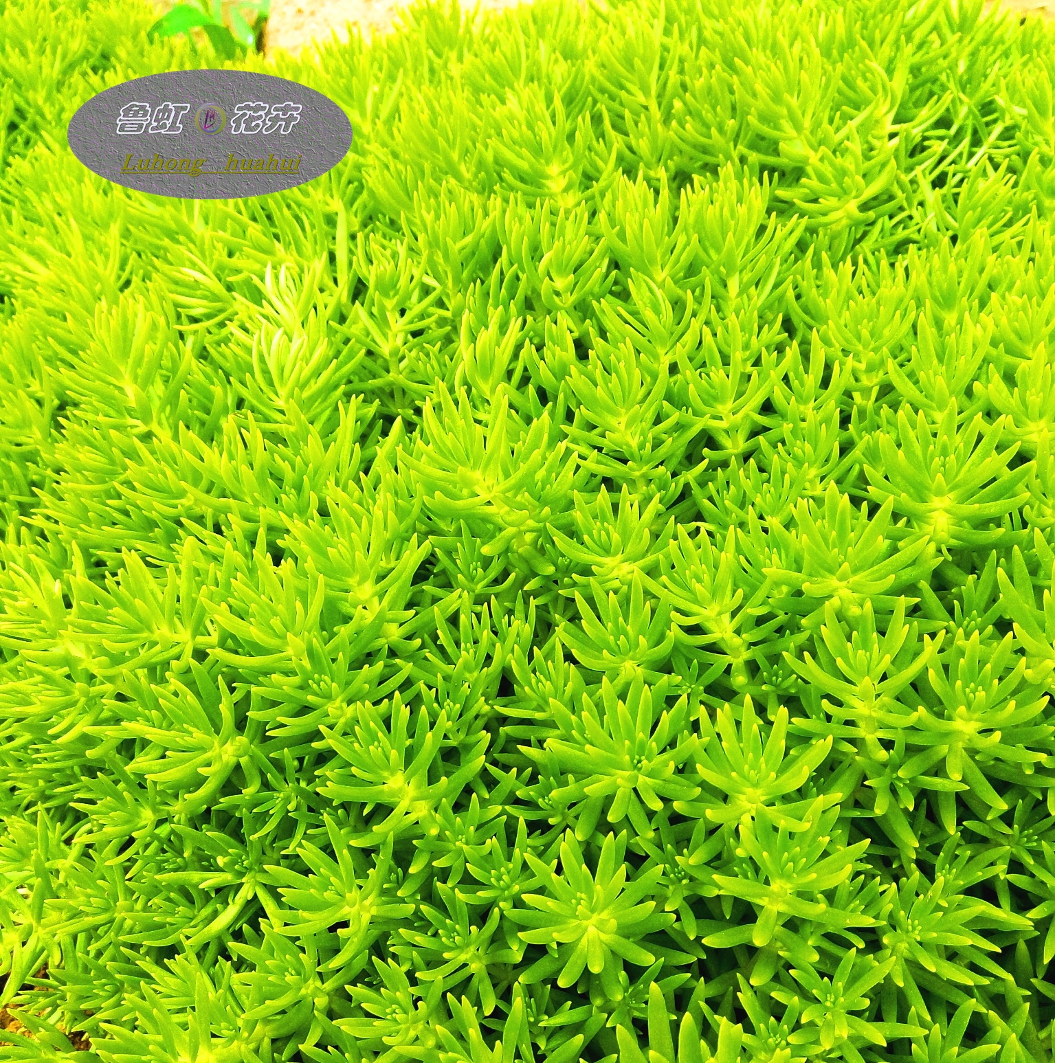 金叶佛甲草 鲁虹园艺 多年生耐寒耐热耐旱铺地 银纹佛甲草 - 爱购网